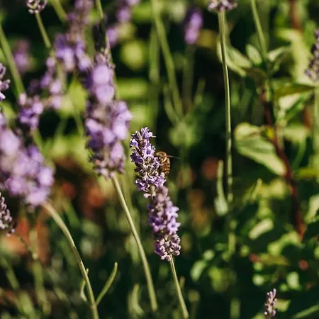 Ventozelo & Quinta Hotel 4*