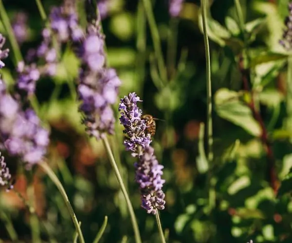 Ventozelo & Quinta Hotel 4*